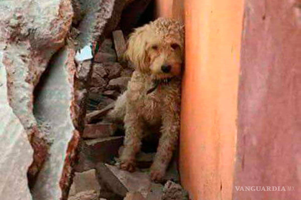 Twitter apoya para encontrar mascotas perdidas en el sismo