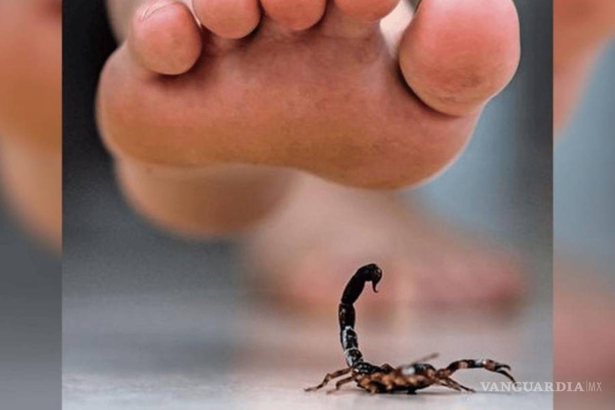 Se triplican reportes de picadura de animales ponzoñosos en Coahuila