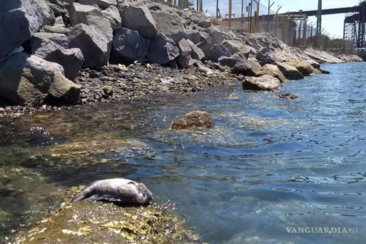 Piden castigar a Grupo México por nuevo derrame