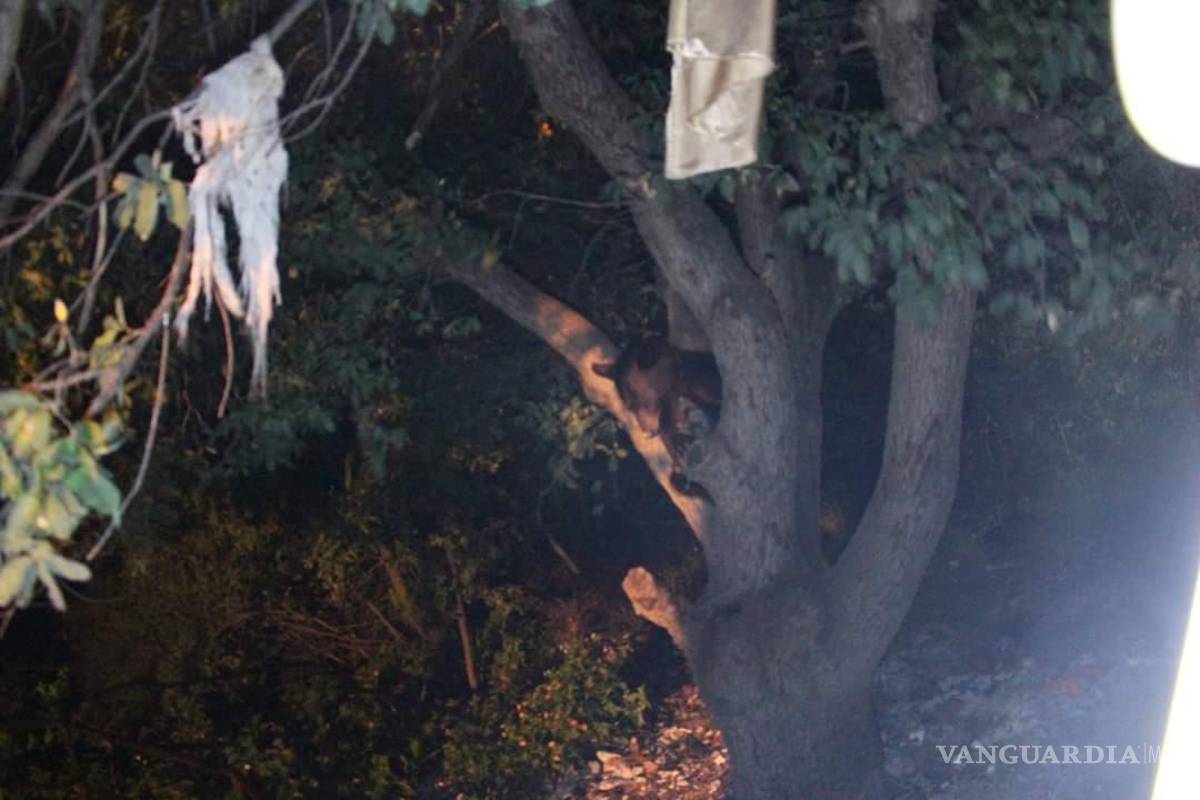 Una mamá oso y sus tres crías “visitan” colonia de Saltillo; vecinos los sorprenden