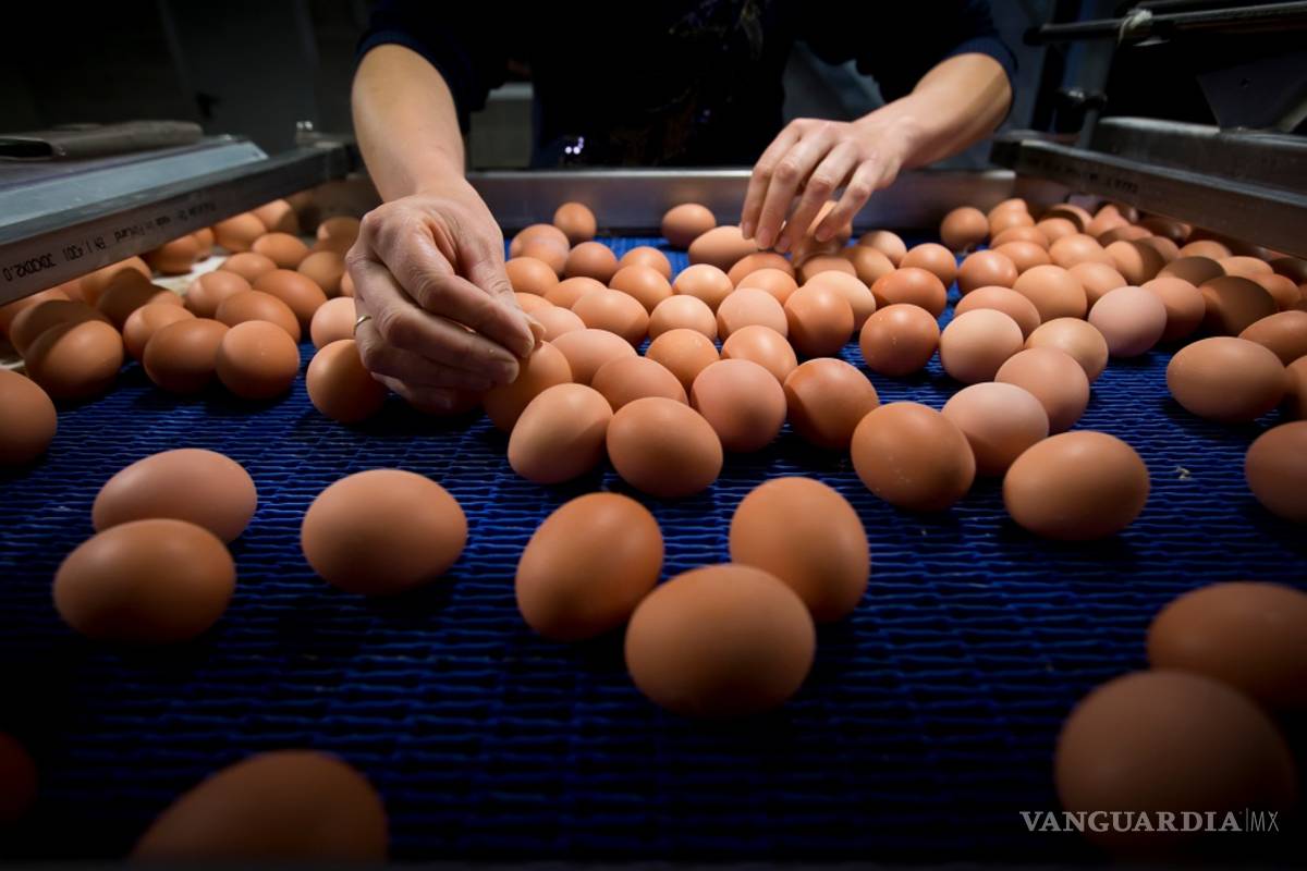 Descubren niveles peligrosos de insecticida en huevos de Bélgica