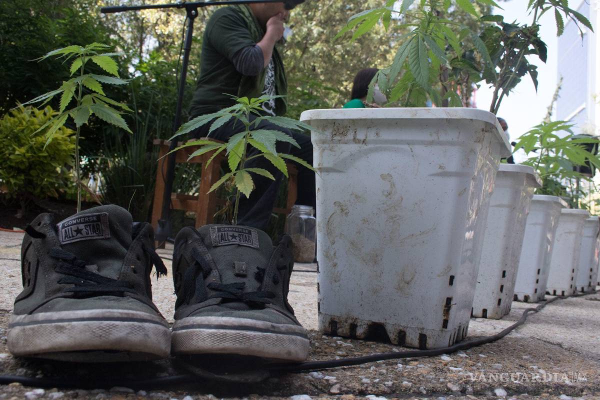 Logran cuatro acceso al uso lúdico de mariguana en Coahuila; suman 60 solicitudes ante Cofepris