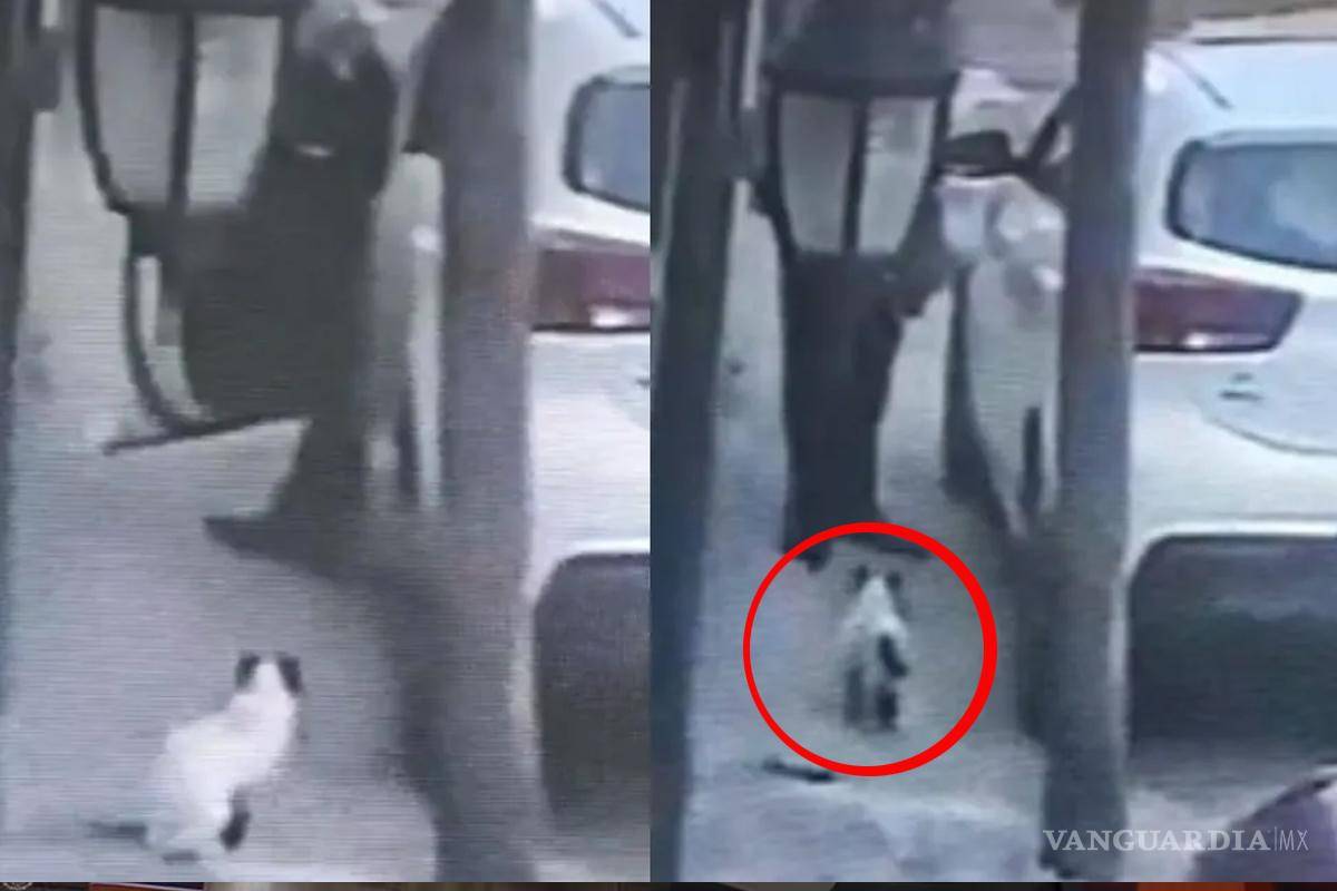 ¡Ahora contra un gato!... detienen a Antonio ‘N’, sujeto que asesinó a un felino en Tlalnepantla (video)