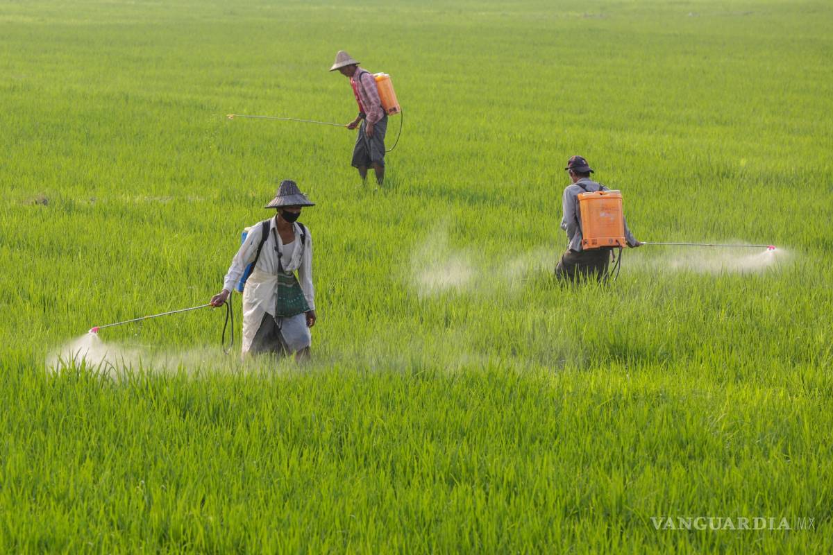 $!El futuro de la agricultura está entre los robots y la biotecnología
