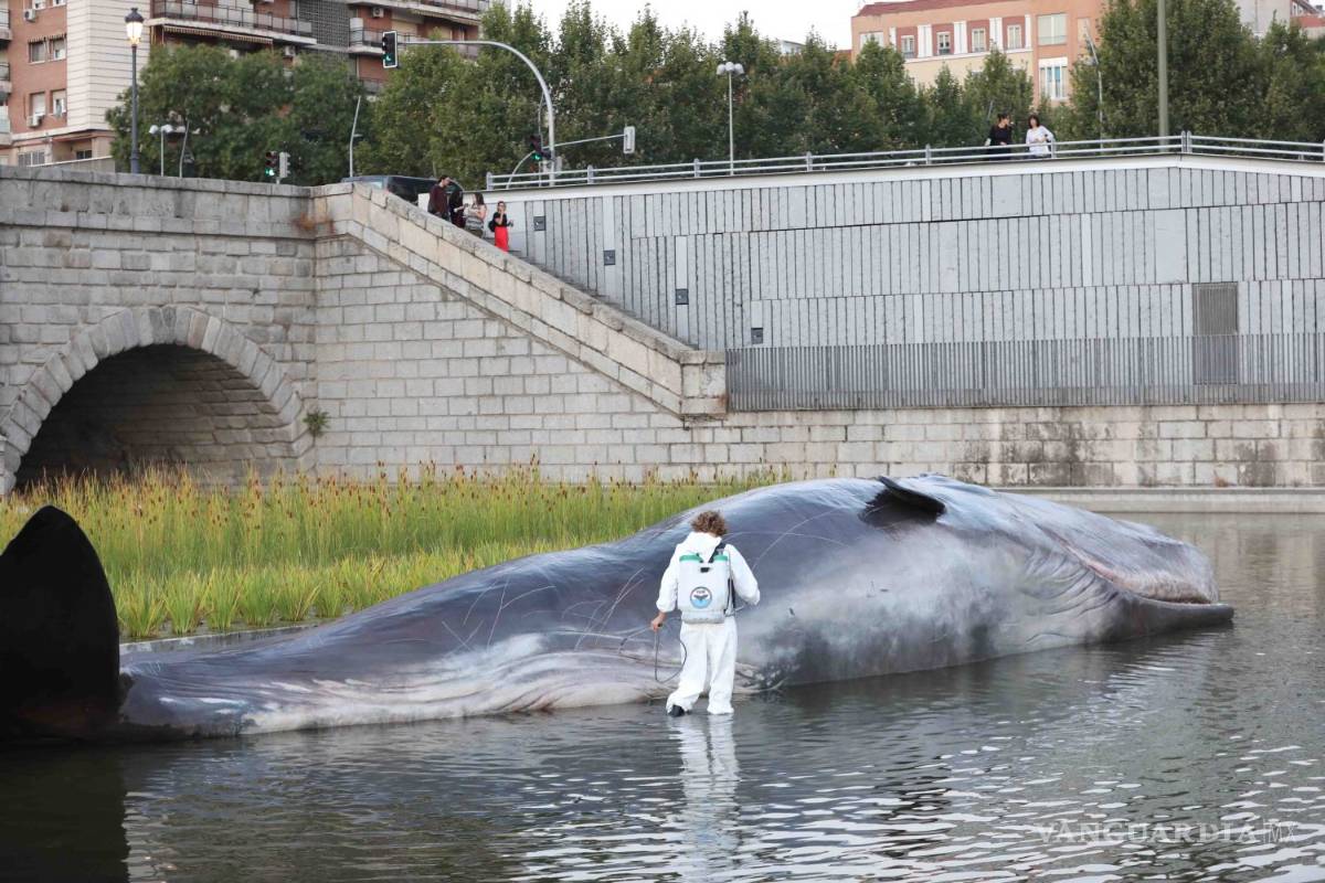 Madrid amanece con un "cachalote" varado en el río Manzanares