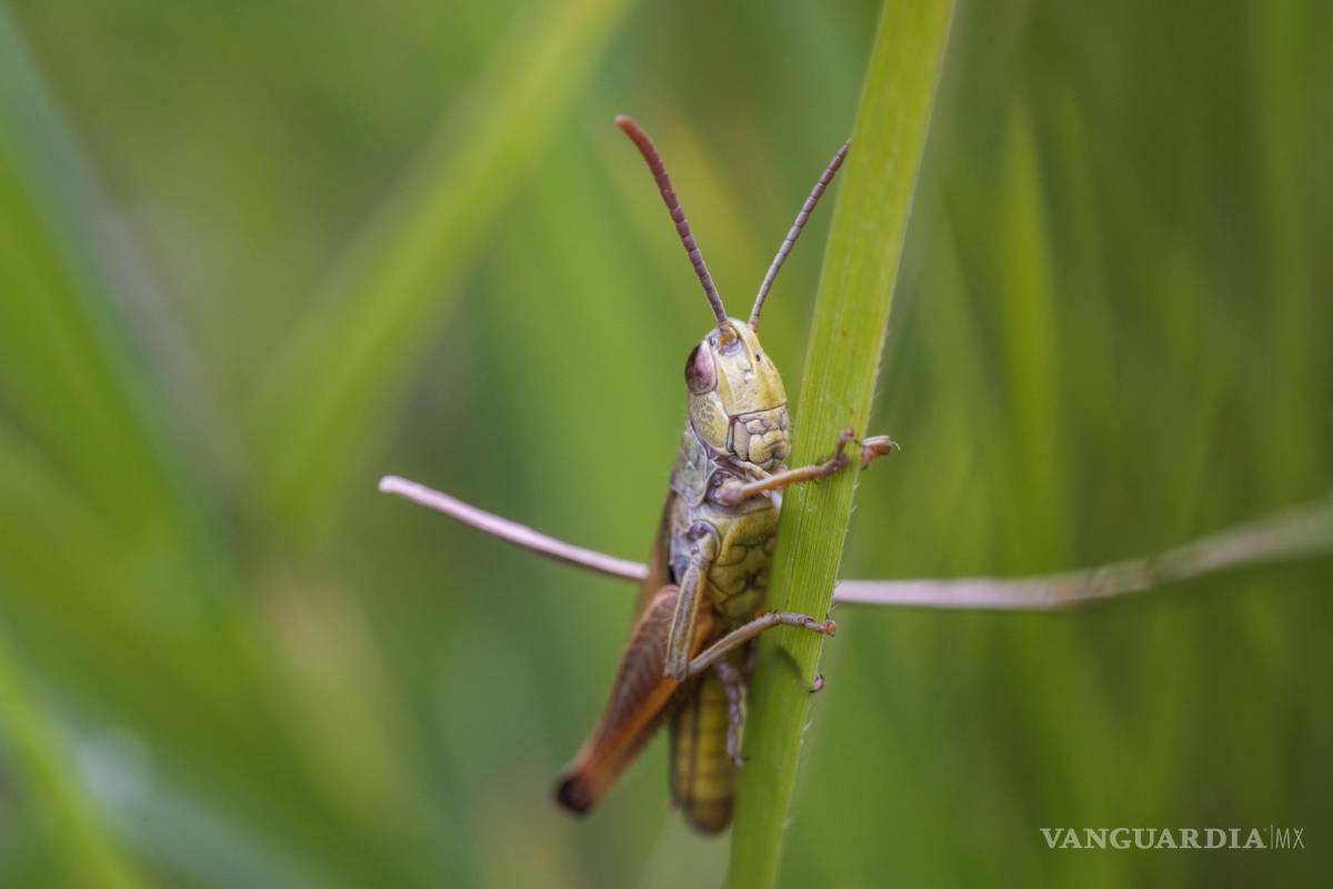 $!Escuchar grillos durante la noche en casa o en el jardín es una experiencia común, especialmente en temporadas cálidas.