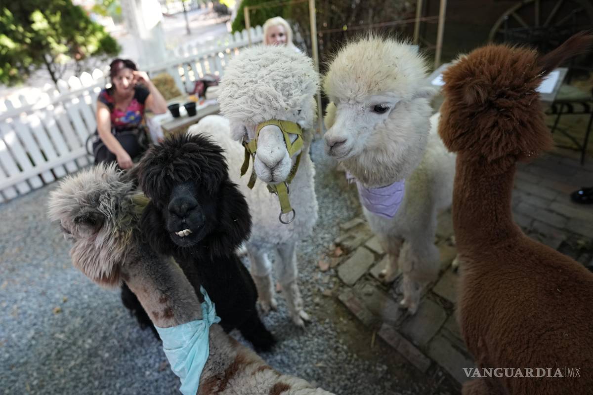$!Una cafetería en el pueblo de Stajicevo, a 50 kilómetros al norte de Belgrado, Serbia tiene anfitriones inusuales: seis alpacas.
