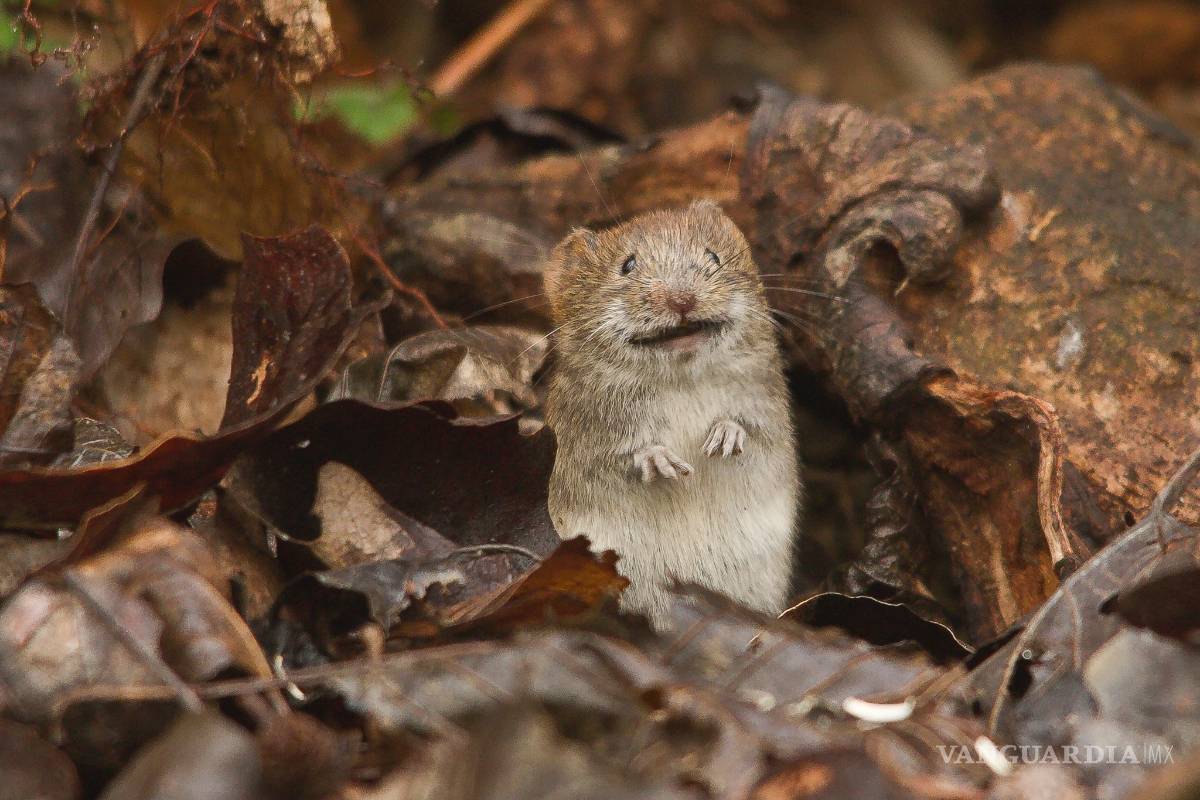 Científicos crean ratones más longevos y con menos cáncer