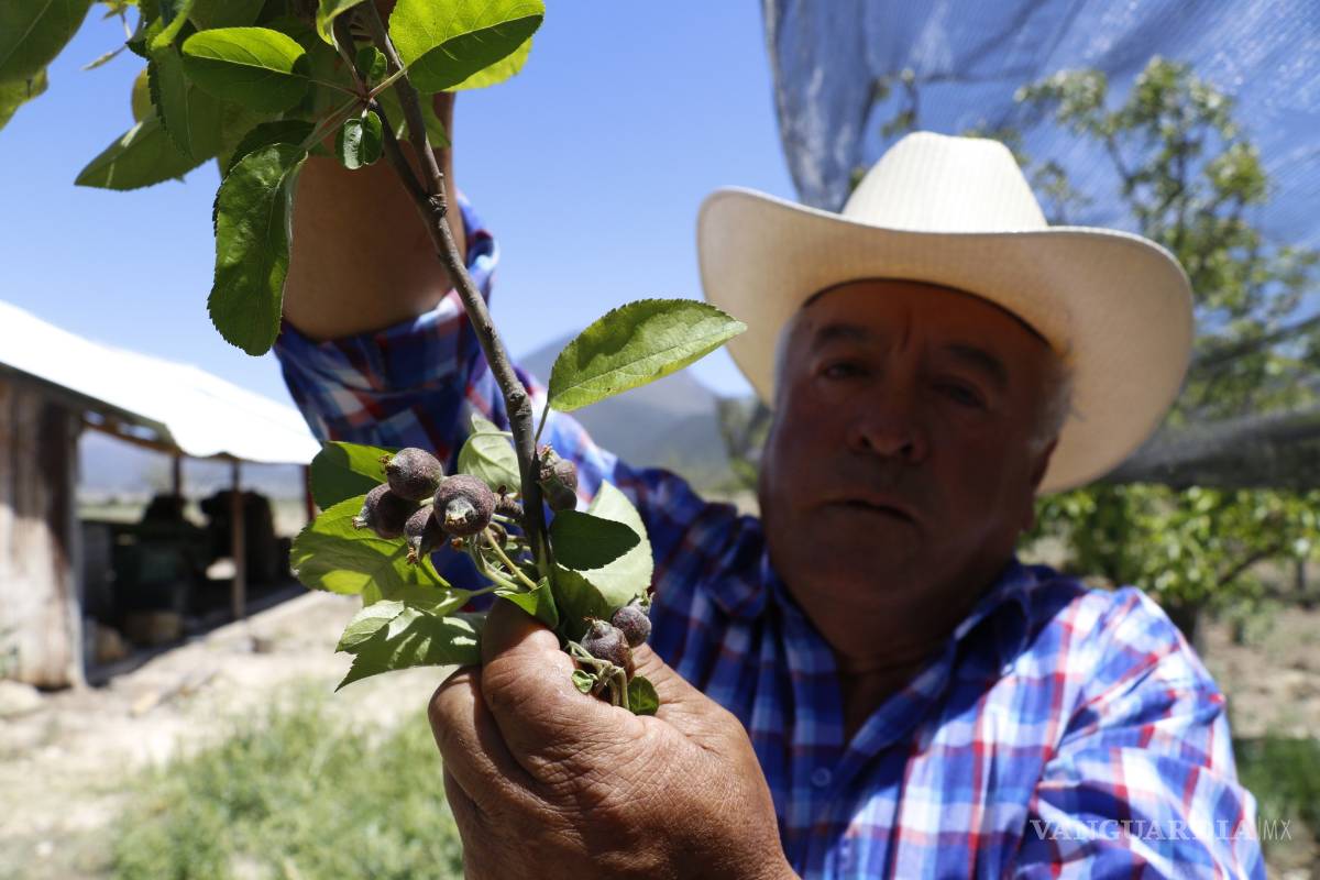 Productores de Arteaga declaran pérdida total de cosecha de manzana; el daño es irreparable