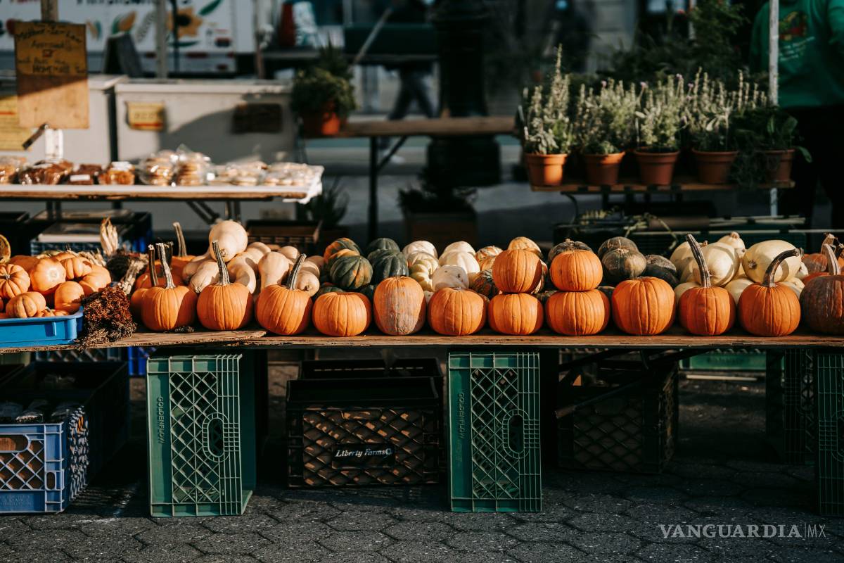 $!Cada año, se cosechan 680.000 toneladas de calabazas en EE. UU.