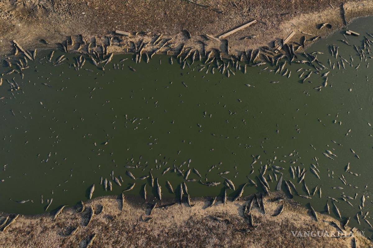 $!Caimanes en las orillas del río Bento Gomes, prácticamente seco, en los humedales de Pantanal, cerca de Pocone, en Brasil, el 15 de noviembre de 2023.
