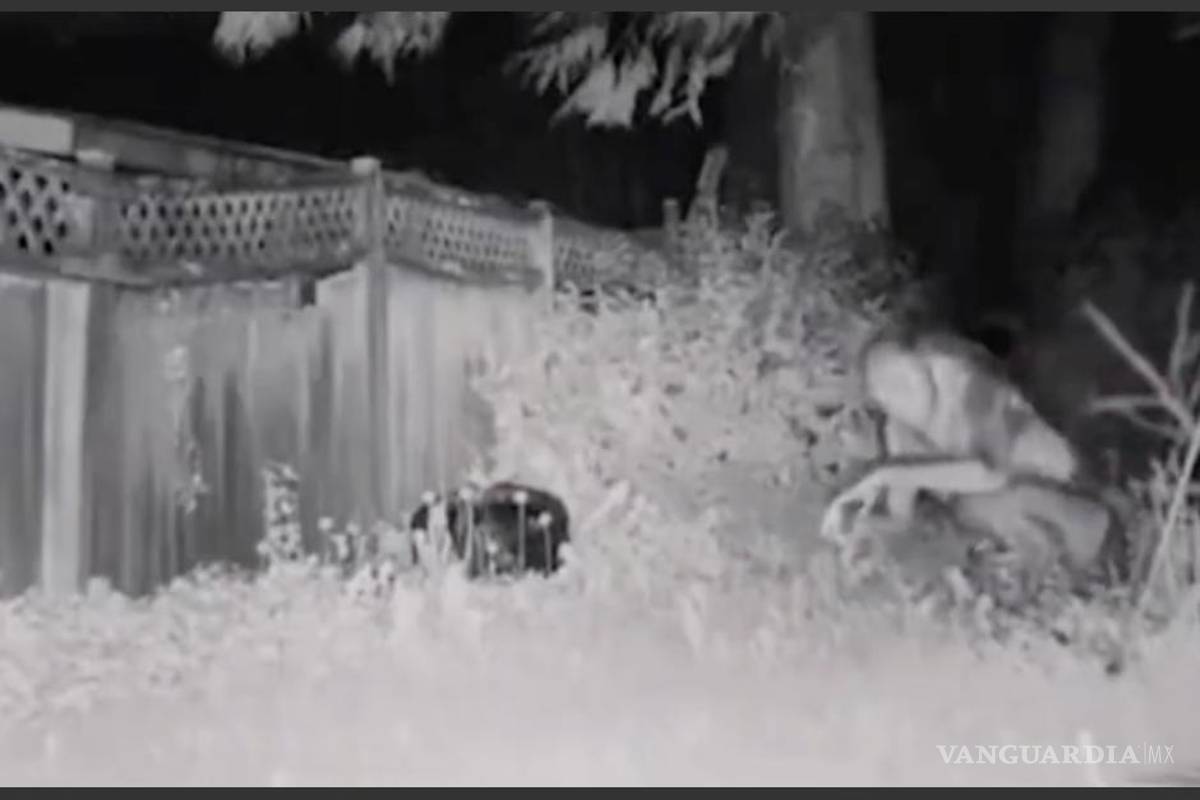 ¡Ya lo dijo Maussan! Es Falso el alien captado en el jardín de una casa en Las Vegas