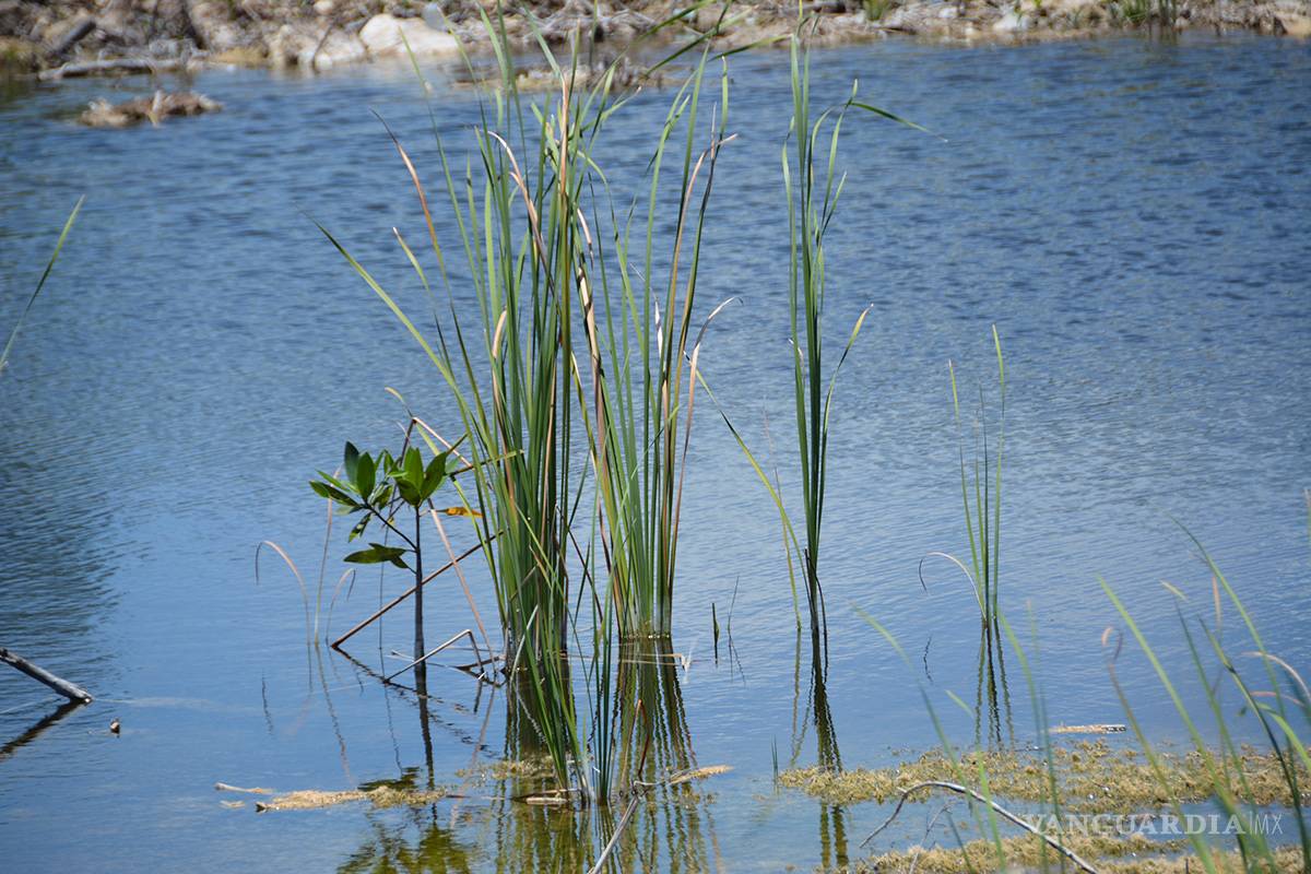 $!Juez ordena no realizar ningún tipo de obra en Tajamar