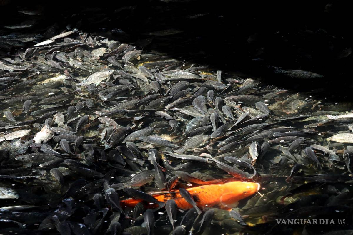 Sin riesgo sanitario ni contaminación por peces muertos en Deportiva de Saltillo, afirma Inedec