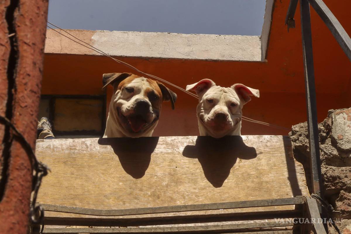 $!Aunque puedes denunciar de forma anónima, te recomendamos proporcionar información clave para facilitar la investigación.