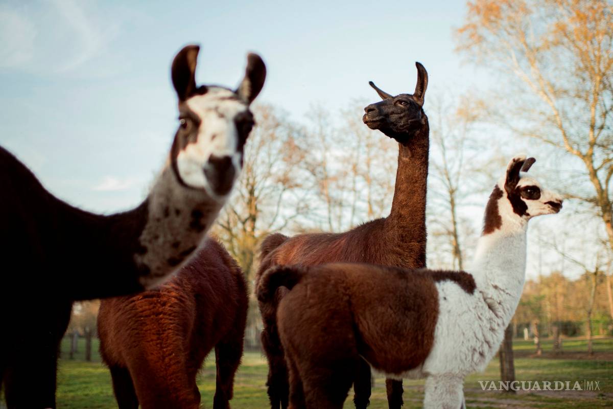 $!Descubren que los anticuerpos de las llamas neutralizan al COVID-19