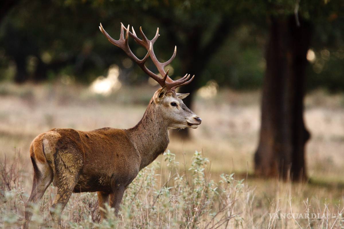 ¿Es necesario matar a los animales que ‘sobran’?