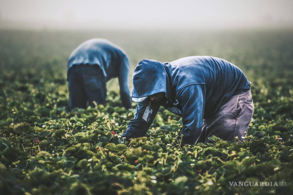 ‘El Pillo’: Historia de un bracero
