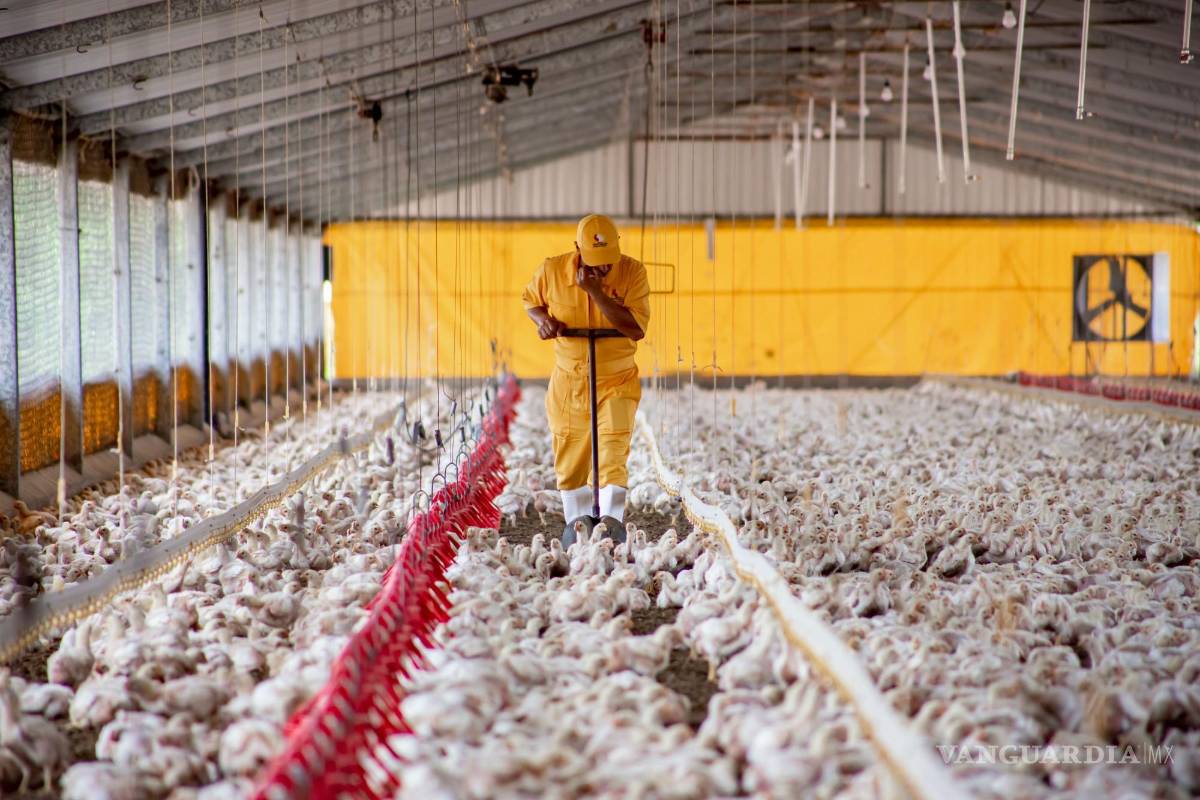 Detectan brote de influenza aviar en dos granjas de Coahuila; sacrifican a 70 mil aves