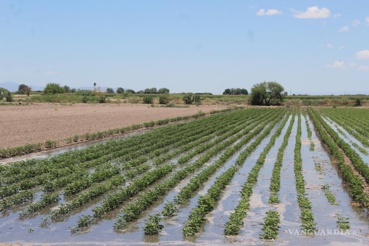 $!La sobreexplotación de los acuíferos, principalmente por la agroindustria, es un asunto que tendría que estar en la agenda de la próxima presidenta.