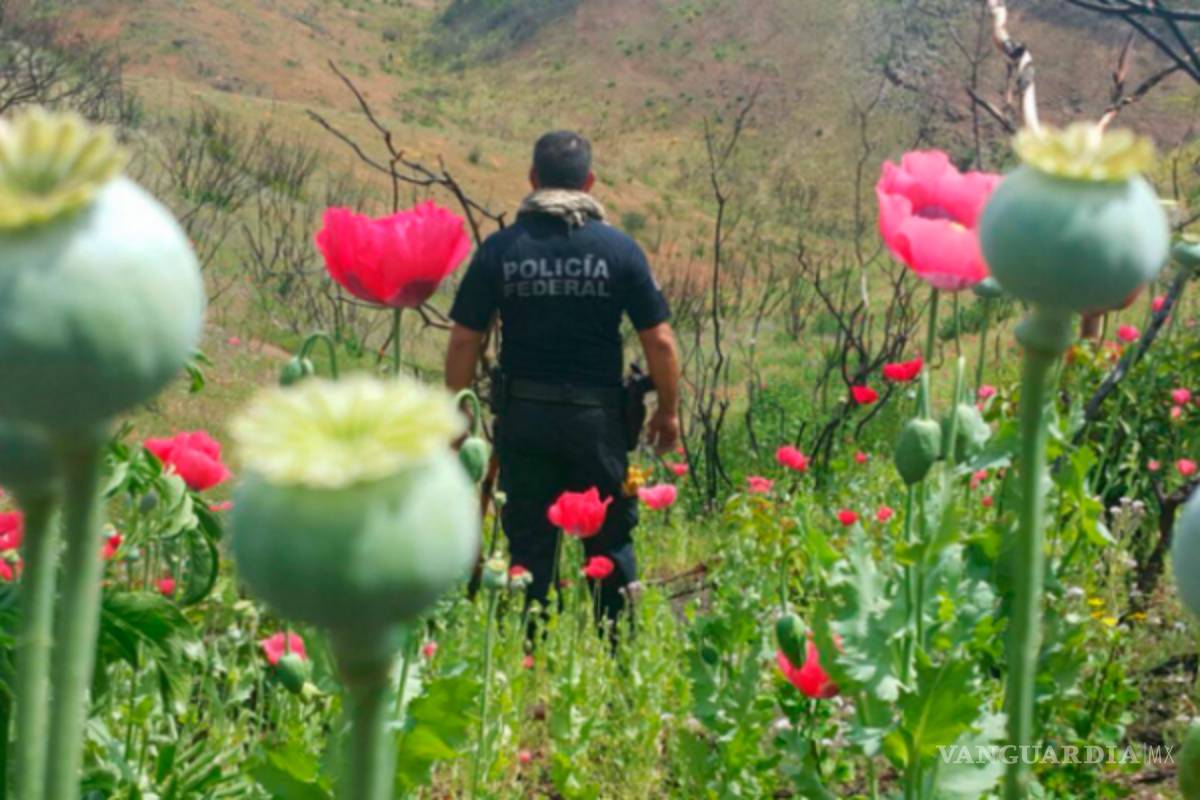 Respalda ONU posible amnistía a productores de amapola en México