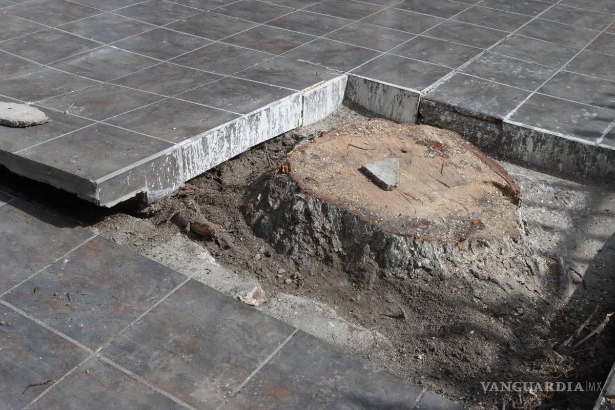 Podan y talan antiguos árboles en Escuela Primaria Centenario de Saltillo