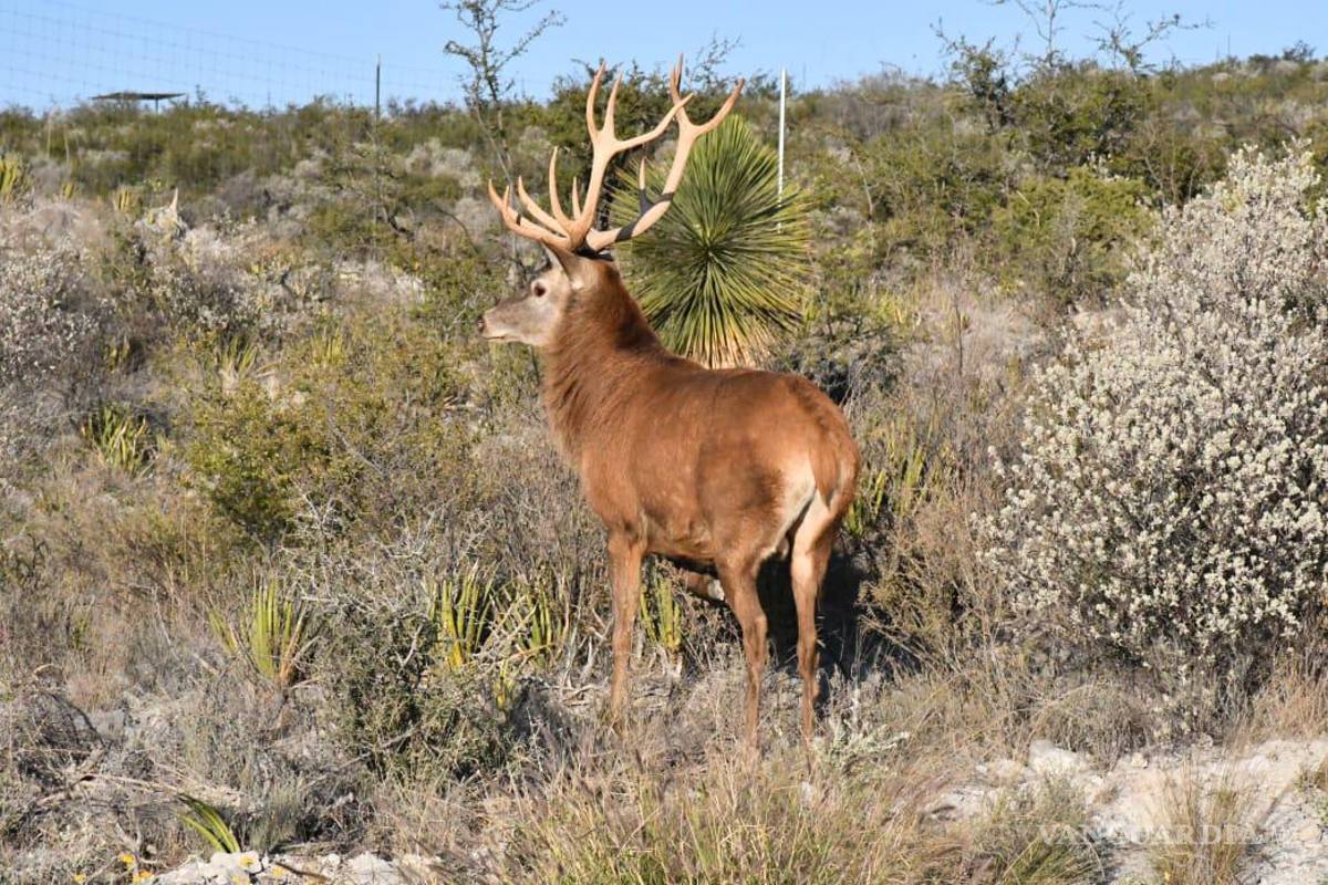 ‘Ecoparque, sitio turístico de los más atractivos’ en Monclova