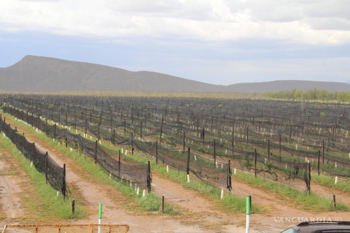 $!A pocos minutos de la zona urbana, la Sierra de Arteaga y sus huertas manzaneras lucen su faceta más rústica durante los meses otoñales.