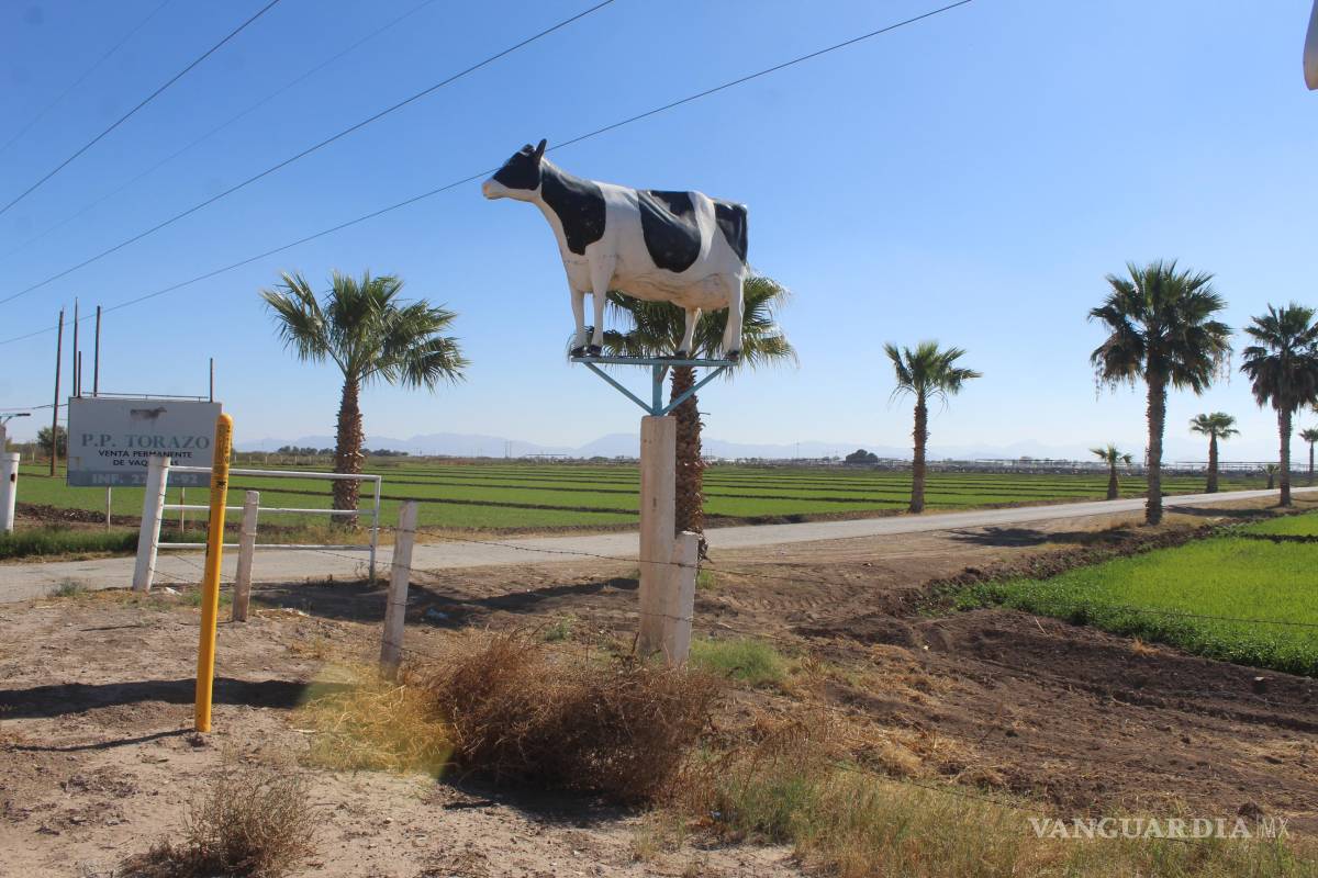 $!Los forrajes son el cultivo principal en la región Laguna, pues se requiere para alimentar el hato de más de 50 mil vacas.