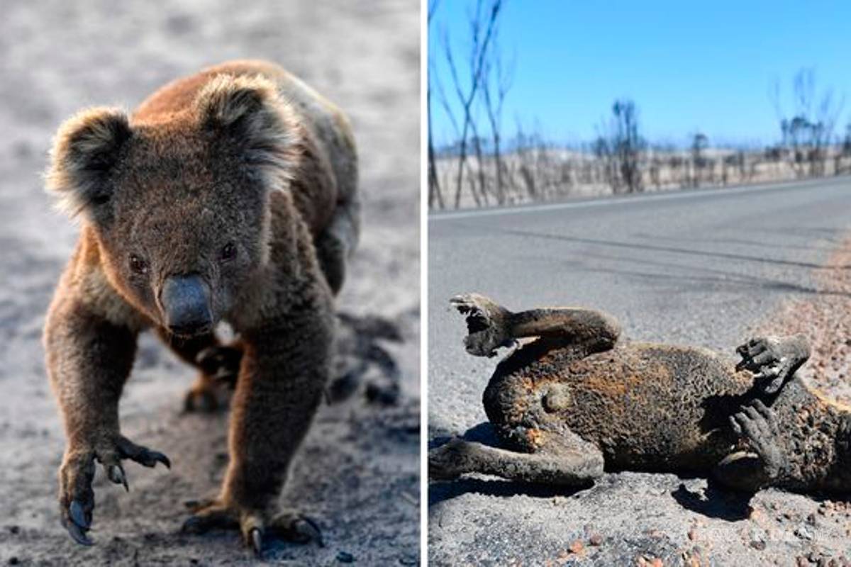 La tragedia animal en Australia, al menos mil millones de animales muertos
