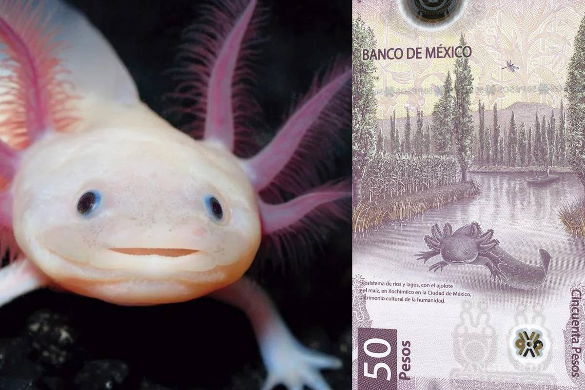 Ella es ‘Gorda’... Ajolote que inspiró el billete de 50 pesos