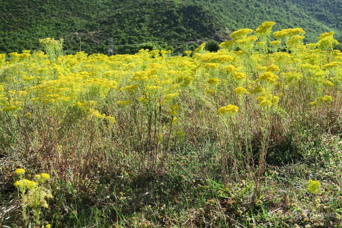 $!Plantación de vegetales 'hiperacumuladores' de metal en estado silvestre. EFE/University of Queensland