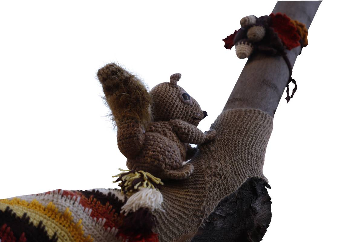 Tejedoras embellecen los árboles de la calle Ocampo de Saltillo, con una técnica de arte urbano llamada 'Yarn Bombing'