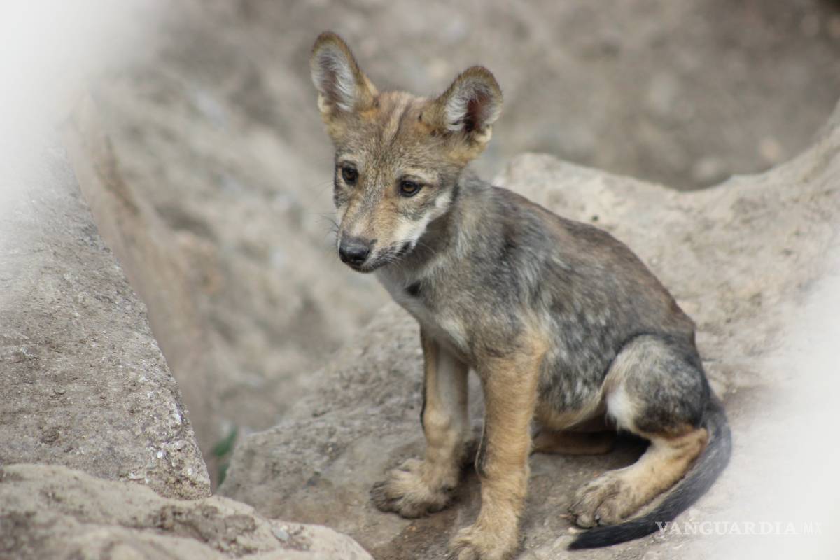 Nacen cinco lobeznos en el Museo del Desierto