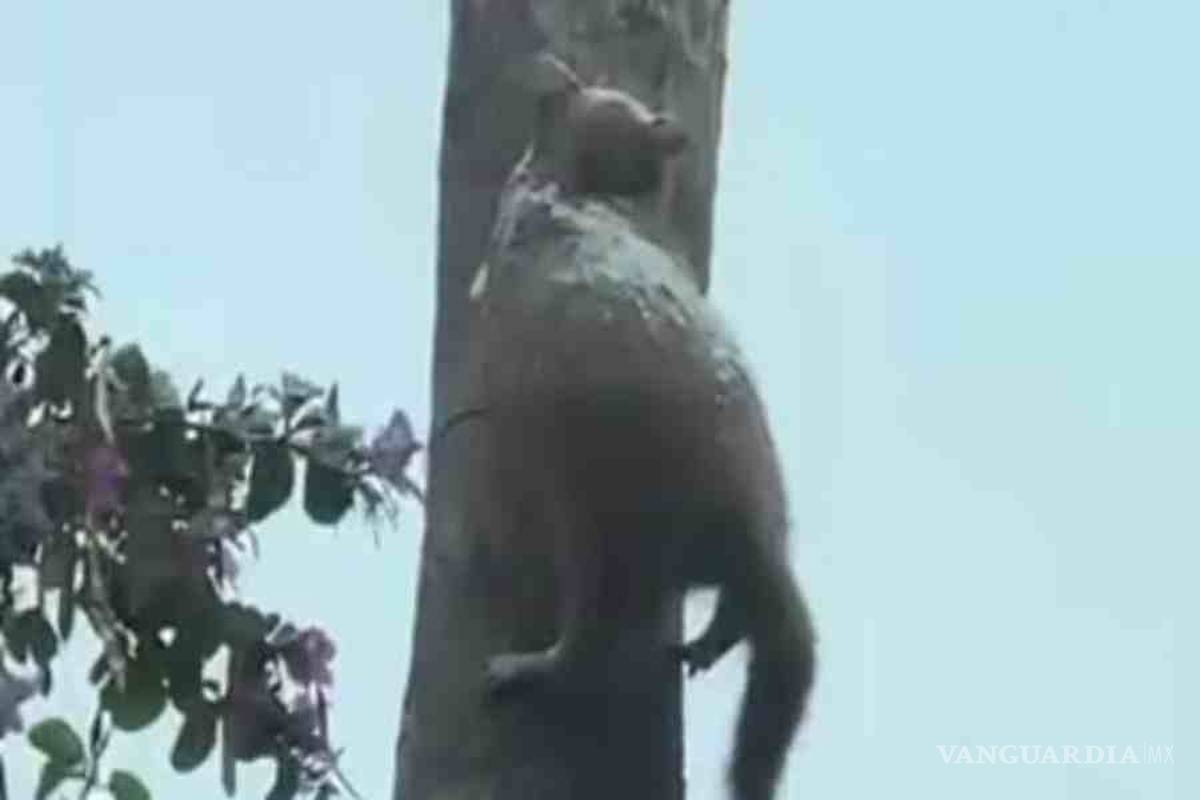 Gato quedó congelado en un árbol, en Nuevo León (VIDEO)