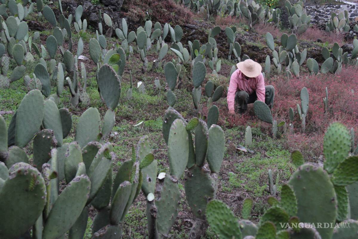 Niño de primaria crea removedor de graffiti a base de nopal