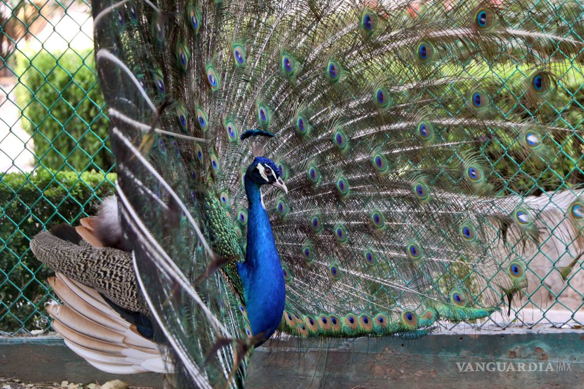 $!En segundo día de vacaciones, museos de Saltillo acaparan el turismo