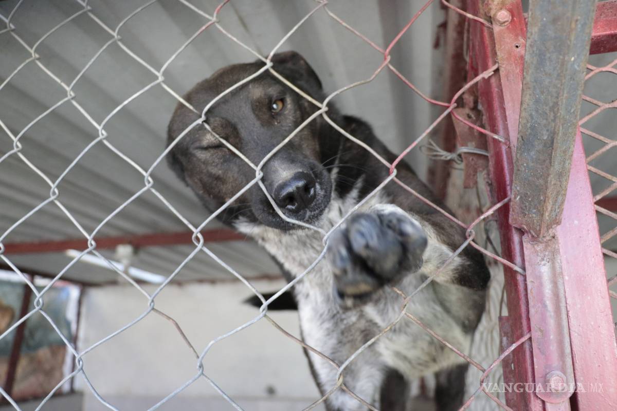 ¿Estás buscando adoptar? Conoce a estos adorables lomitos