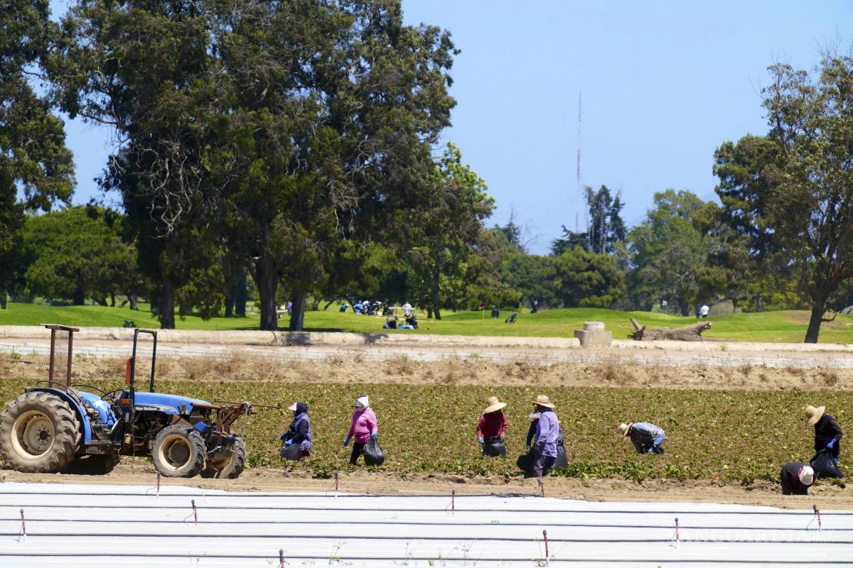 $!Los rumores sobre redadas tienen efectos reales, provocando que muchos trabajadores eviten presentarse a trabajar incluso sin confirmación de operativos migratorios | Foto: AP