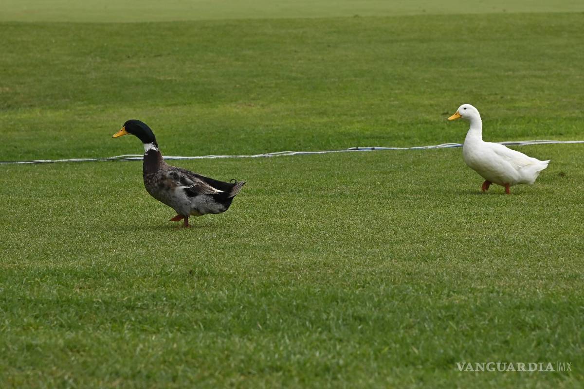 $!Una patita empolló sus huevos en pleno Torneo Anual del Club Campestre de Golf 2024.