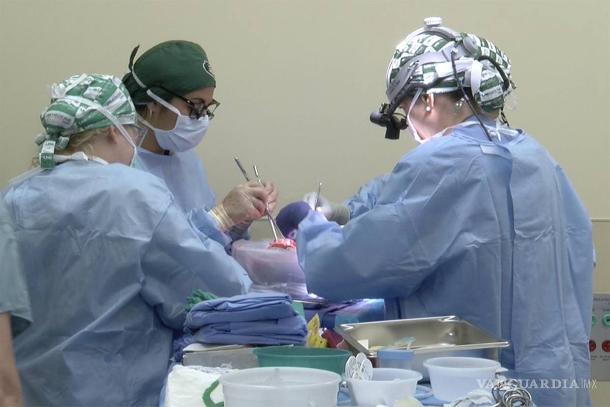 Trasplantan dos riñones de cerdo modificados genéticamente a un humano
