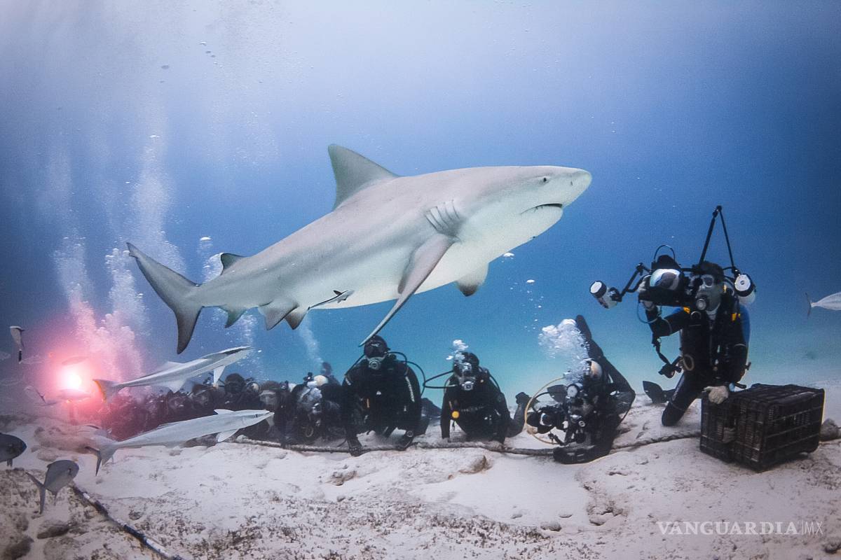 Miguel Guajardo Captando las maravillas del mar