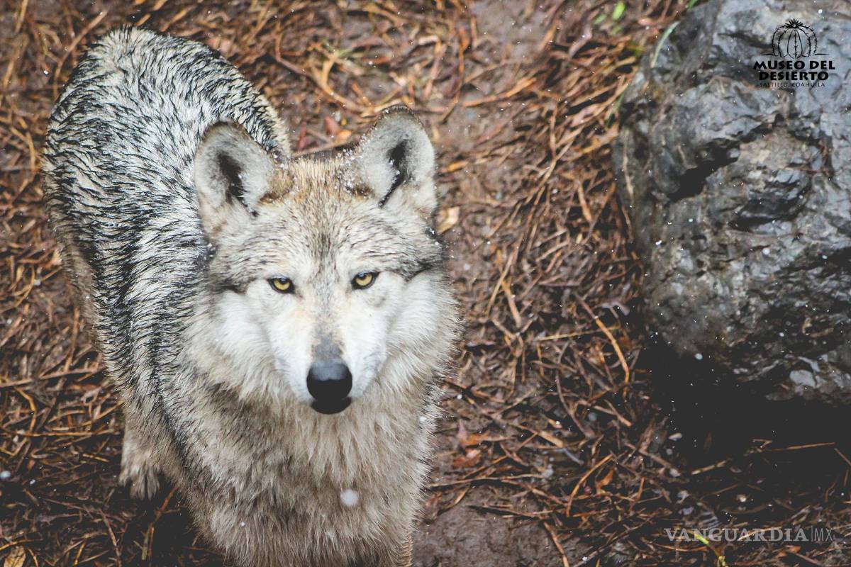 $!Las mejores postales del MUDE tras la nevada (FOTOS)