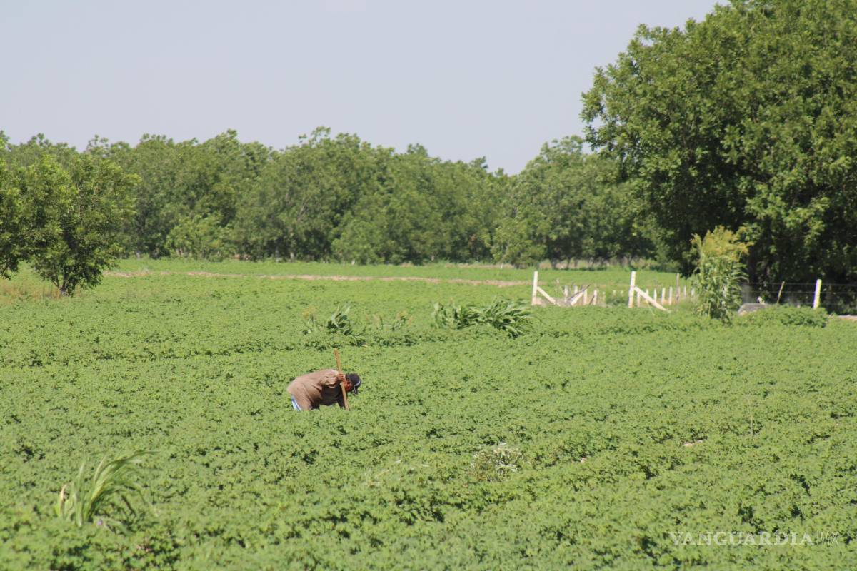 $!Los diferentes cultivos que han sido sembrados a lo largo de los años en la región Laguna, han sido rociados por plaguicidas dañinos a la salud de las personas.