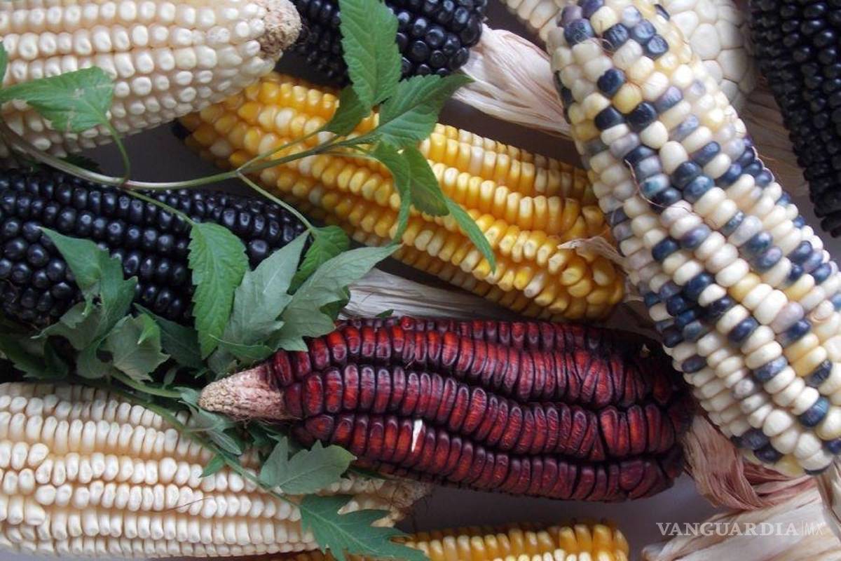 Ahora México tiene que importar el maíz