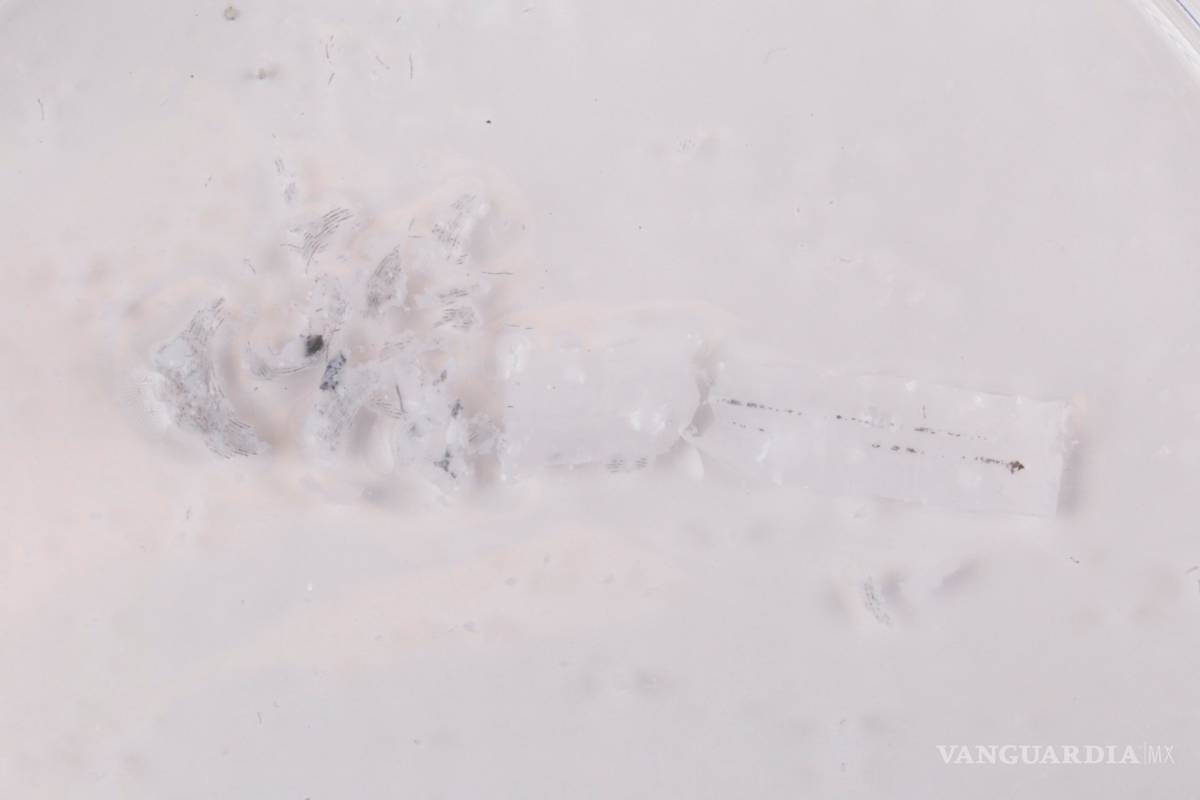 $!Crean en Estados Unidos el primer marcapasos biodegradable