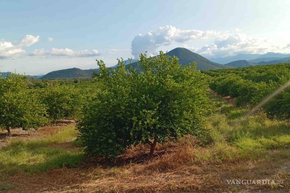 Denuncian limoneros incremento en cobro de extorsión del crimen organizado