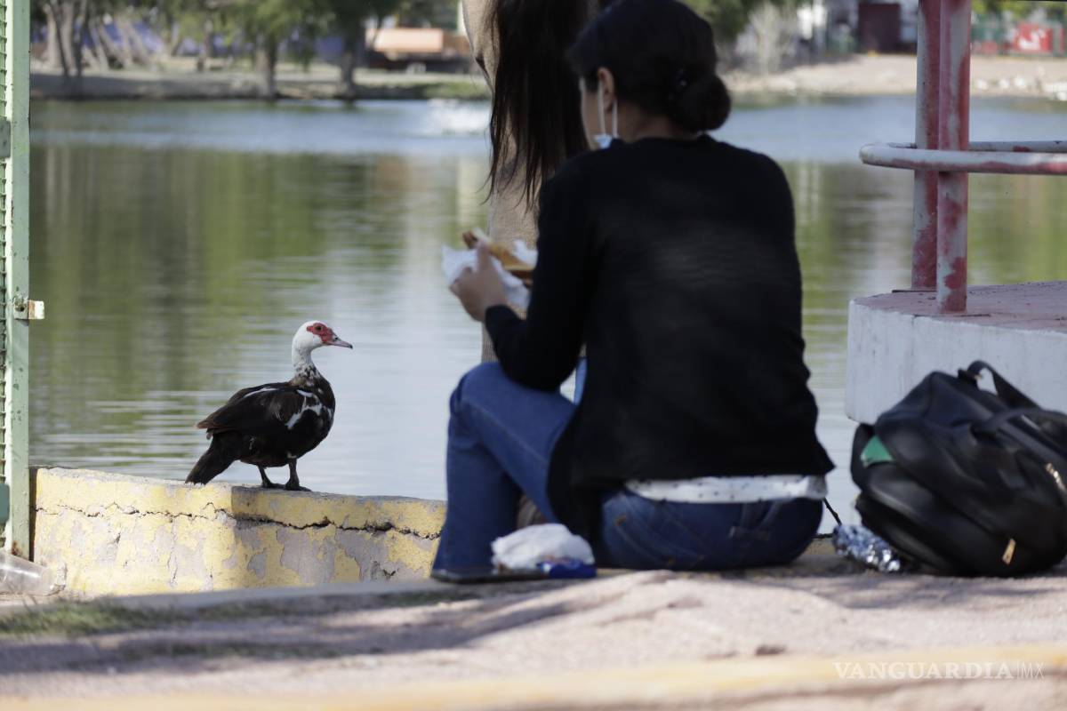 $!Gigantes sin voz: espacios públicos deportivos de Saltillo; el descuido es su principal enemigo