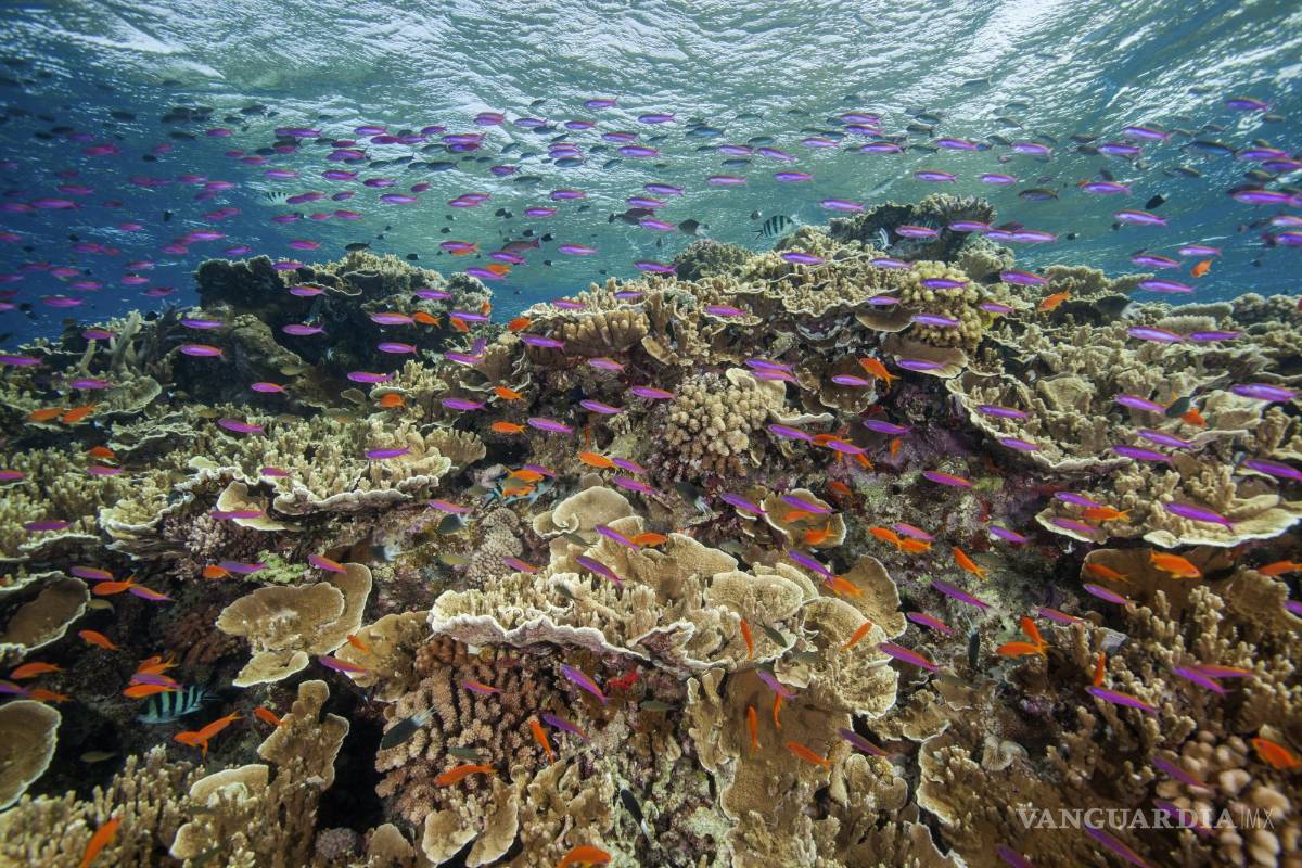 La Gran Barrera de Coral de Australia está sufriendo un blanqueamiento severo