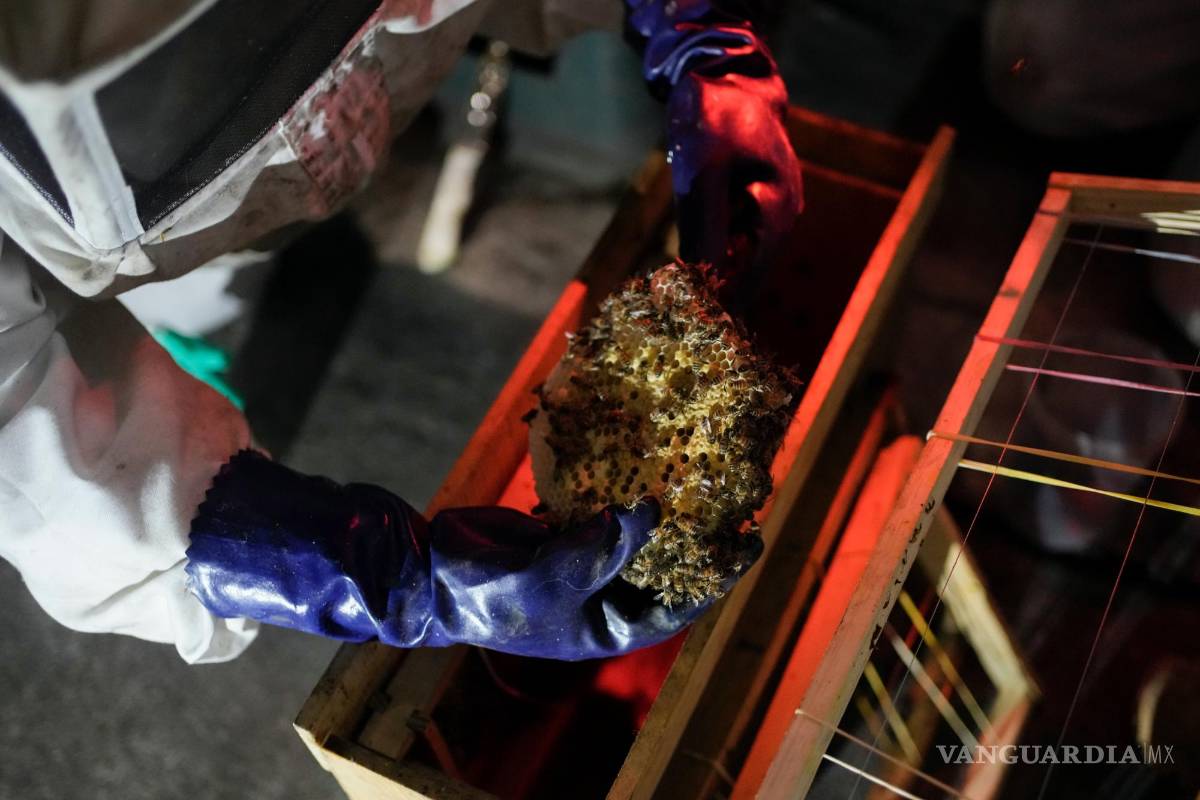 $!Adriana Veliz, vestida con un traje especial para protegerse de picaduras, rescata una colmena que las abejas en la Ciudad de México.